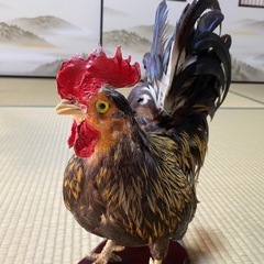 ニワトリ　剥製の画像