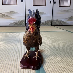 ニワトリ　剥製の画像