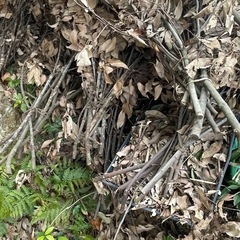 どんぐりの木の枝　廃材　小枝　葉っぱ付き　葉っぱの画像