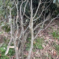 どんぐりの木の枝　廃材　小枝　葉っぱ付き　葉っぱの画像