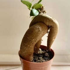ガジュマル　塊根植物　多肉植物その他苗