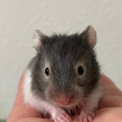 長毛ゴールデンハムスター　セーブル♀シナモン♂