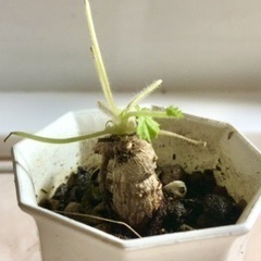 多肉植物　ペラルゴニウムバークリー　