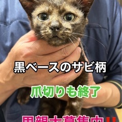 サビ柄オスの仔猫　3ヶ月