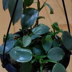 フィロデンドロン シルバーメタル　吊り鉢　ハンキング　観葉植物　苗