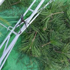 松の葉健康法　松葉