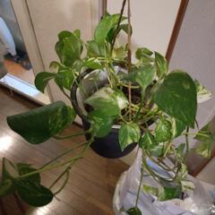 ポトスの画像
