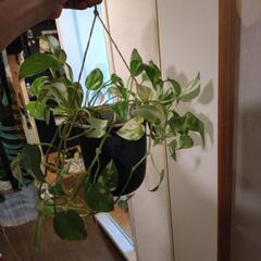ポトスの画像