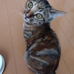 人が大好き！いつも一緒にいたい甘えん坊な子 − 埼玉県