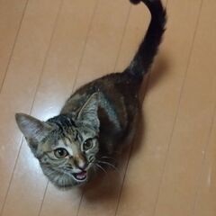 人が大好き！いつも一緒にいたい甘えん坊な子 - 里親募集