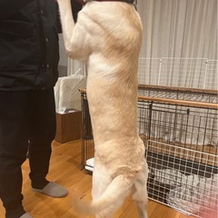 ラブ　1歳2ヶ月　イエロー − 大阪府