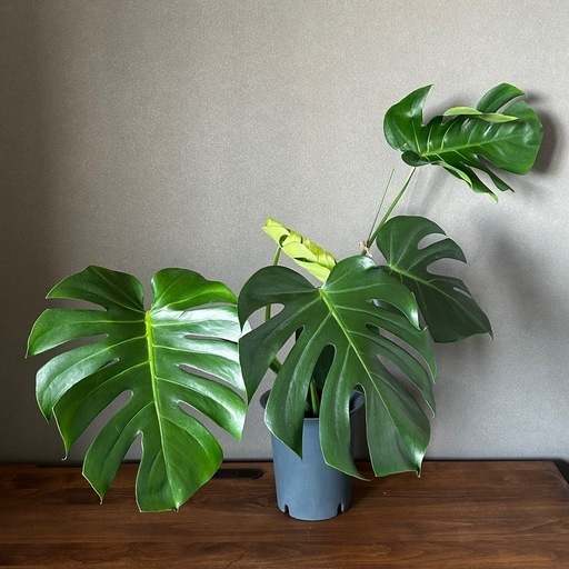 観葉植物　モンステラ　③