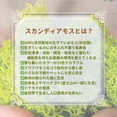 スカンディアモスアートⓇ認定講座レッスンの画像