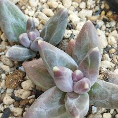 グラウクム2苗　多肉植物