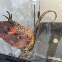 カイマントカゲ