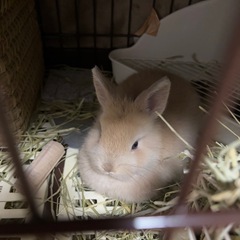 うさぎ飼ってる人仲良くしてください！