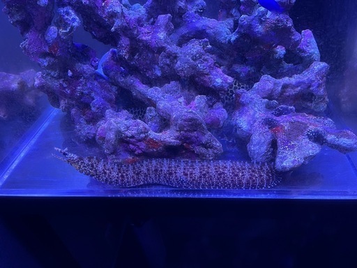 海水魚　トラウツボ　インディアンモレイ　ゼブラウツボ 海水魚 トラウツボ インディアンモレイ ゼブラウツボ