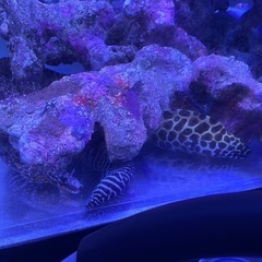 海水魚　トラウツボ　インディアンモレイ　ゼブラウツボ