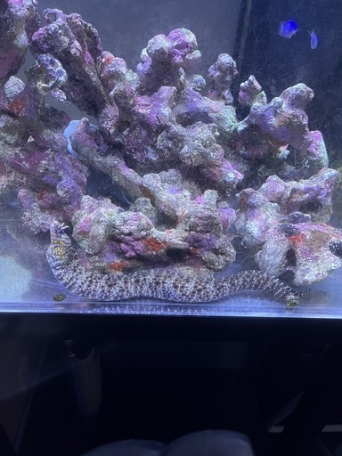 海水魚 トラウツボ インディアンモレイ ゼブラウツボ