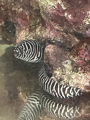 海水魚　トラウツボ　インディアンモレイ　ゼブラウツボ