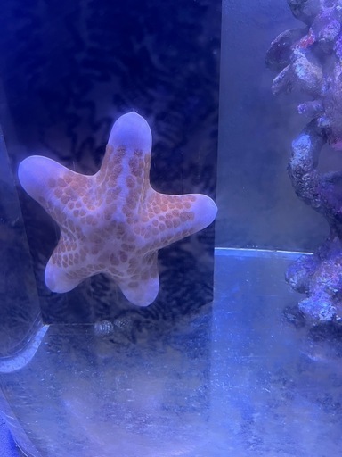 海水魚　カワテブクロ　ヒトデ