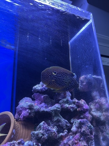 海水魚　シモフリタナバタウオ
