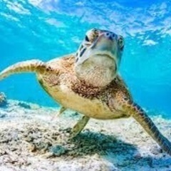 夏頃（5~9月くらい）に一緒にダイビング体験しませんか？