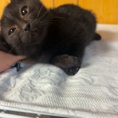 2ヶ月半黒猫🐈‍⬛男の子
