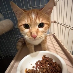 🧡茶の助&茶太郎🐱兄弟引き取り大歓迎💚