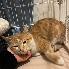 🧡茶の助&茶太郎🐱兄弟引き取り大歓迎💚 - 北名古屋市