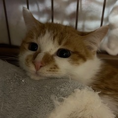 🧡茶の助&茶太郎🐱兄弟引き取り大歓迎💚 - 里親募集