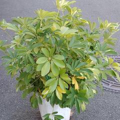 しゅふれら苗②の画像