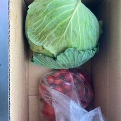 🍅プチトマトキャベツ🥬
