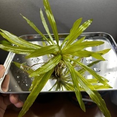 エキノドルス ウルグアイエンシス(水中葉)値下げ