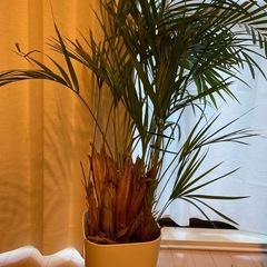観葉植物