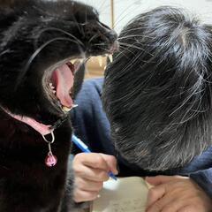 行政書士試験の勉強仲間を探してます