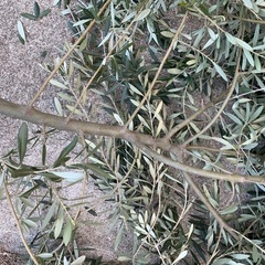 オリーブの枝の画像