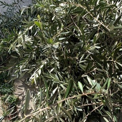 オリーブの枝の画像