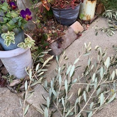 オリーブの枝の画像