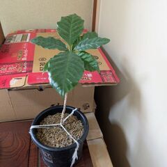 コーヒーの木　2の画像