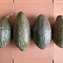 万次郎かぼちゃ　4個　かぼちゃ　カボチャ　南瓜 2501181 　
