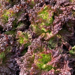 これから収穫！サニーレタス！わりと大きめ