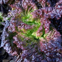 これから収穫！サニーレタス！わりと大きめの画像