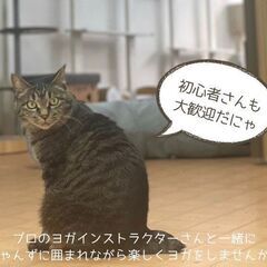 2025年1月26日(日)　保護猫チャリティーヨガ - 横浜市