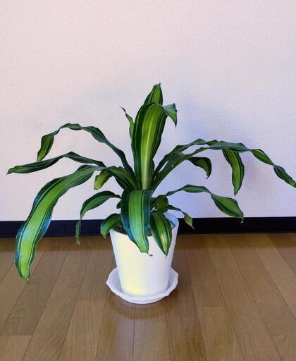 観葉植物　ドラセナ