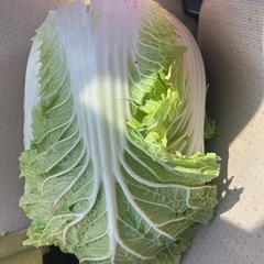 本日（1/18）朝採れ白菜　半分200円
の画像