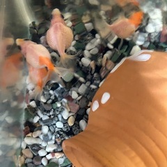 ピンポンパールぱんだ目の画像