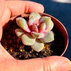 多肉植物♡エケベリア【ジャーマンシャンペーン】の画像