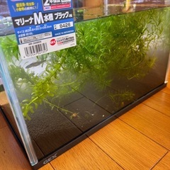 美品セット 水槽 ソイル  水草大株 メダカ