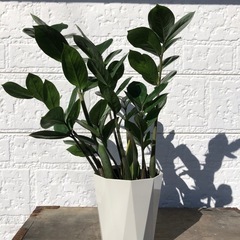 観葉植物　ザミオクルカス　ザミーフォリア